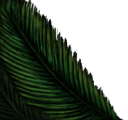 Palme