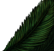 Palme